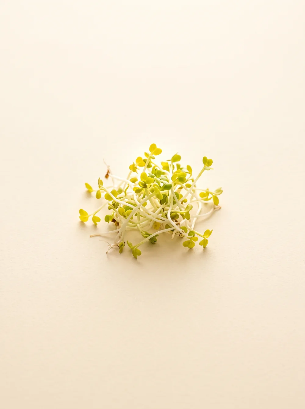 Broccoli sprouts