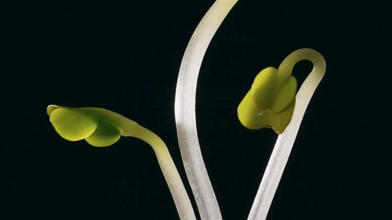Broccoli sprouts